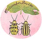 Cucumber Beetle.